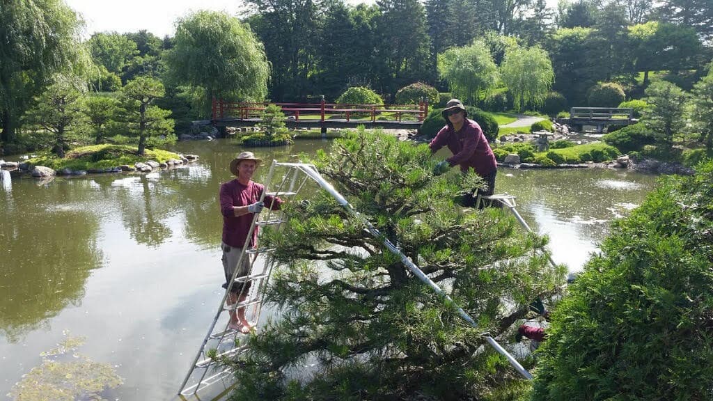 Aesthetic Pruning